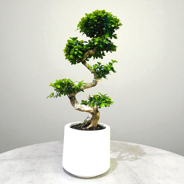 Ficus Bonsai – Microcarpa - S Shaped
